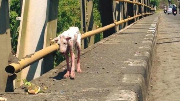 路頭に迷う1匹の犬。運良く救助され、180度違う人生を送ることに。のアイキャッチ