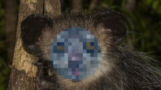 猿のアイアイ