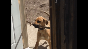 木の棒をくわえる犬