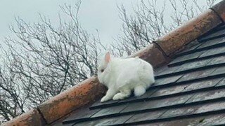 rabbit